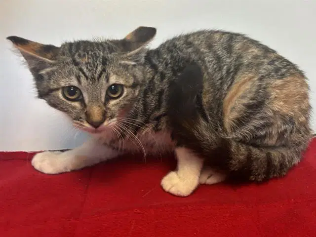 Unknown - Domestic Short Hair