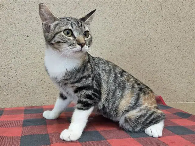 Unknown - Domestic Short Hair