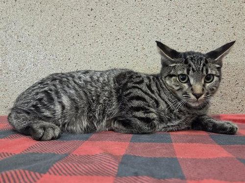 picture of the cat needing adoption