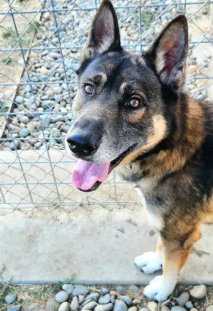 Gendo - German Shepherd Dog