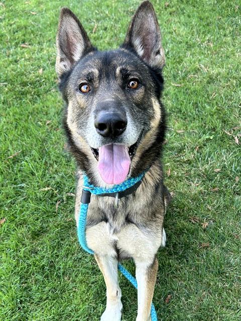 *GENDO, a dog for adoption from Sacramento County Animal Care and Regulation