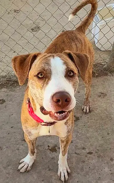 Unknown - Pit Bull Terrier