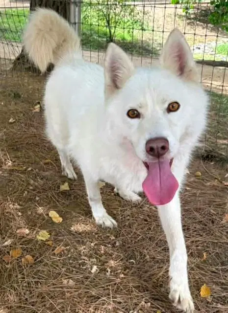 Bella - Siberian Husky