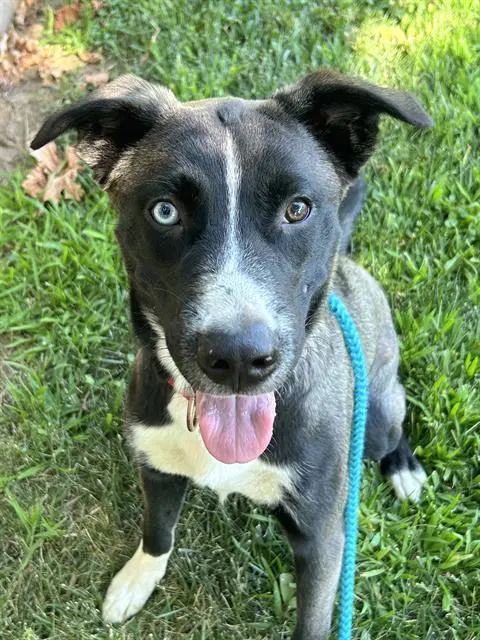 Macaroni - Siberian Husky