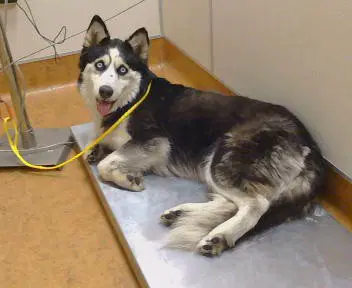 Unknown - Siberian Husky