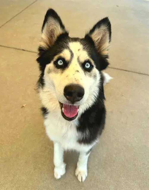 Unknown - Siberian Husky
