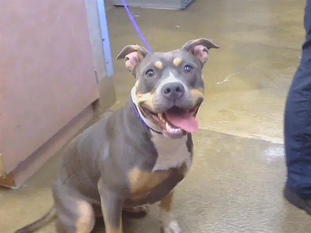Cleo - Pit Bull Terrier
