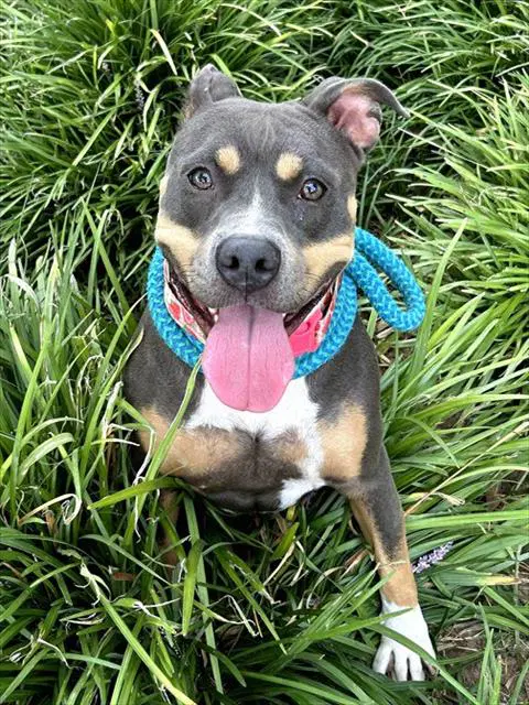 Cleo - Pit Bull Terrier
