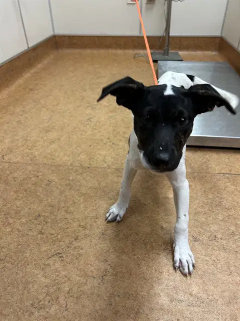 Bahama Mama - Pit Bull Terrier