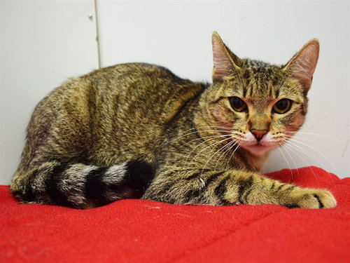 picture of the cat needing adoption