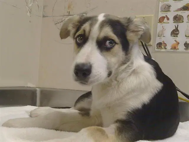 Krypto image 1