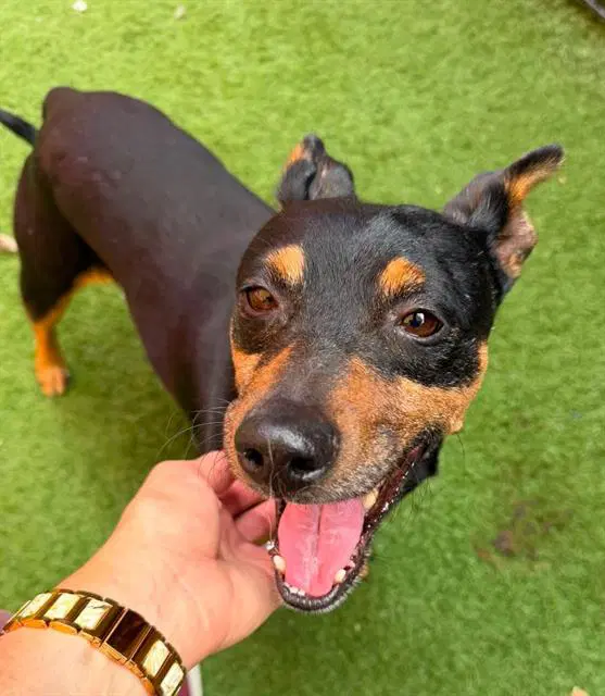 Hubert - Manchester Terrier