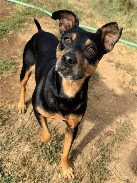Hubert - Manchester Terrier