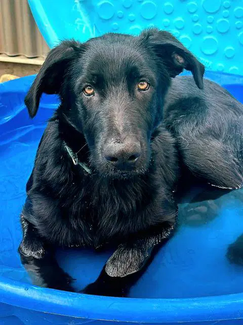 Franz - German Shepherd Dog