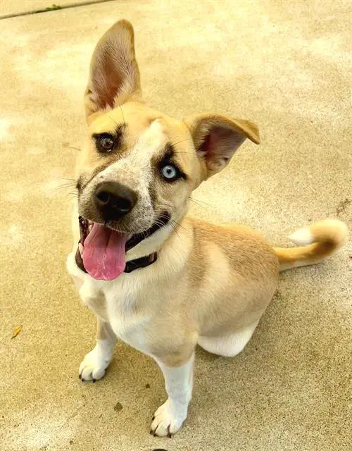 Shelby - Siberian Husky