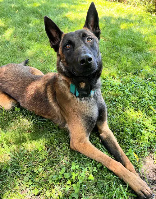 Craytos - Belgian Shepherd Malinois