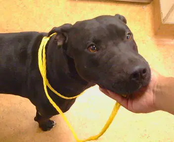 Hercules - Labrador Retriever