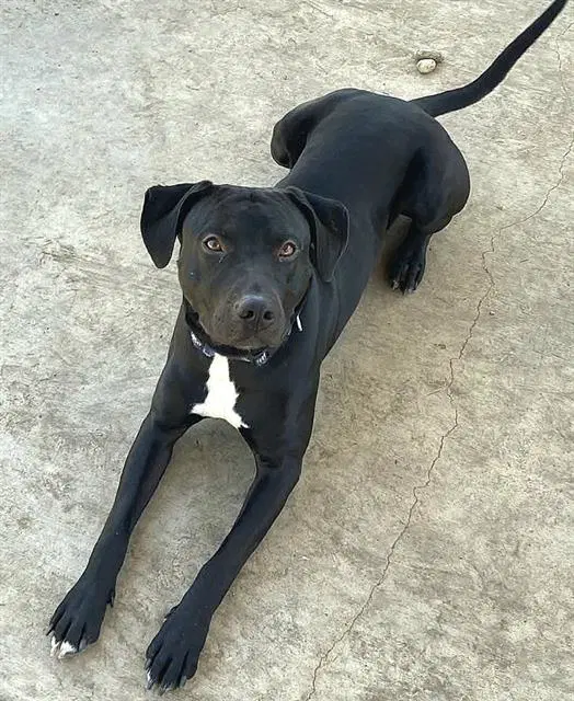 Hercules - Labrador Retriever