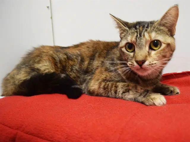 Jinny - Domestic Short Hair