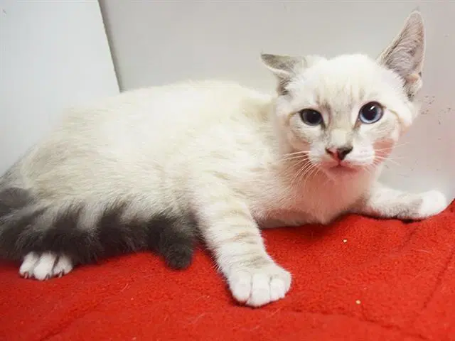 Rasmus - Siamese
