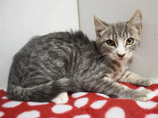 Kayln - Domestic Short Hair