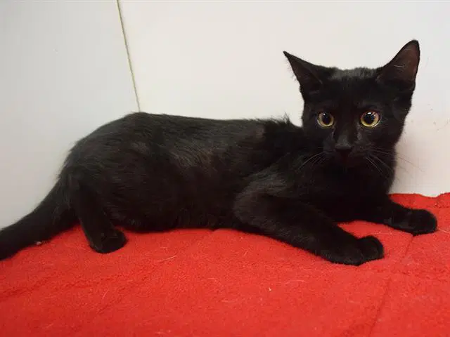 Gabor - Domestic Short Hair