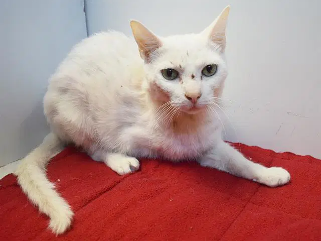 Ghost - Domestic Short Hair