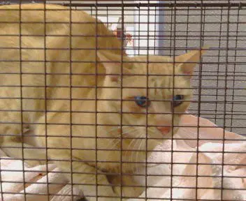 Unknown - Domestic Short Hair