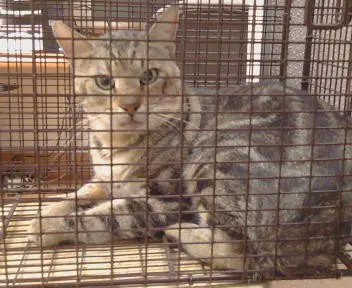 Unknown - Domestic Short Hair