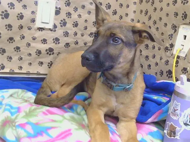 Unknown - German Shepherd Dog