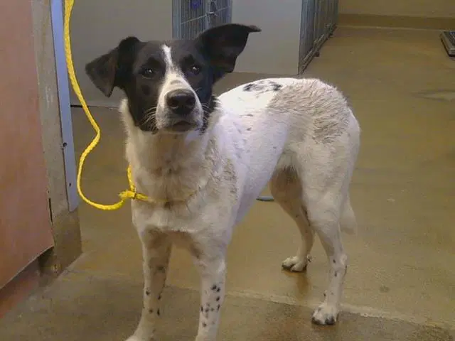 Kira - Border Collie