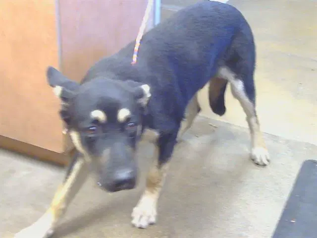 Tobago - German Shepherd Dog