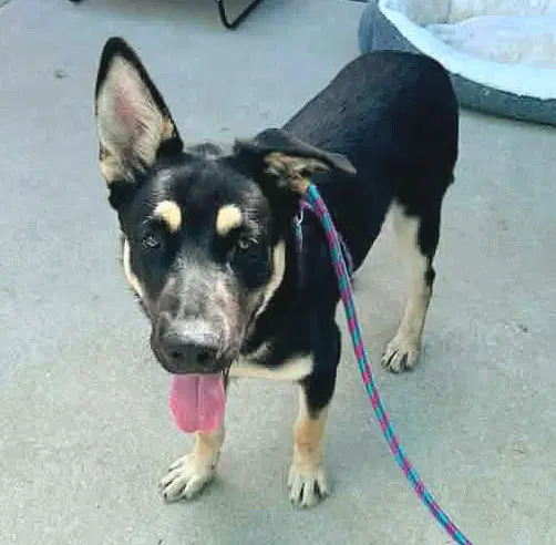 Tobago - German Shepherd Dog