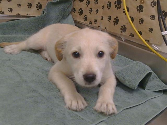 Peanut
