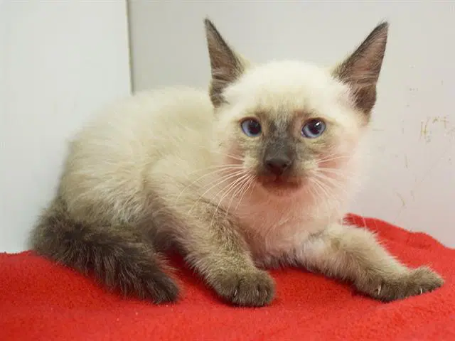 Fergus - Siamese