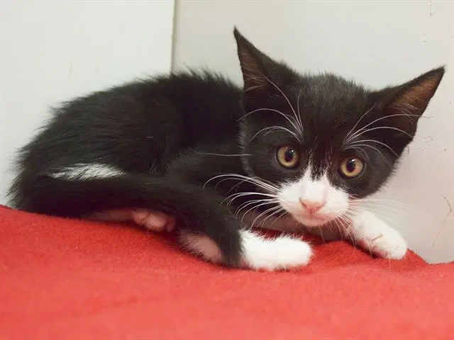 Kenya - Domestic Short Hair