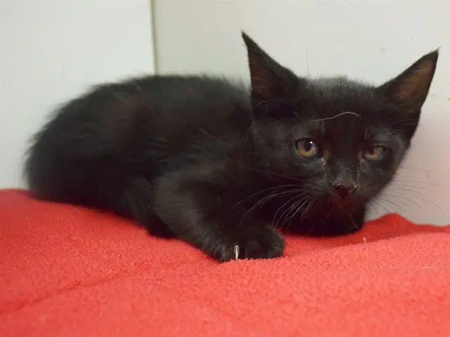 Dillon - Domestic Short Hair