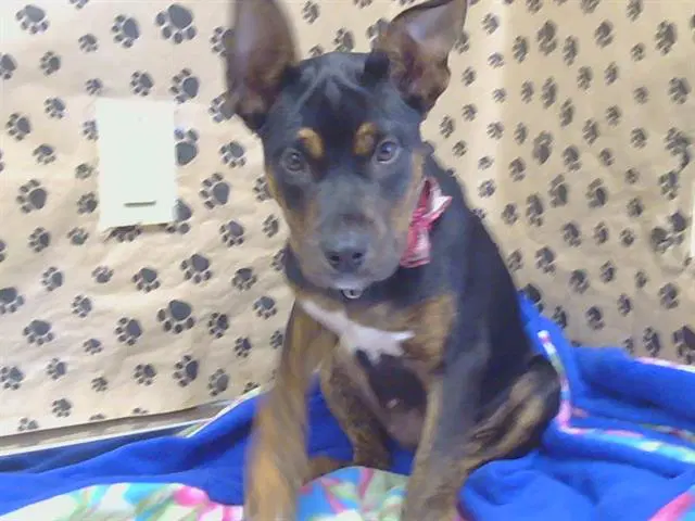 Lara Croft - Pit Bull Terrier
