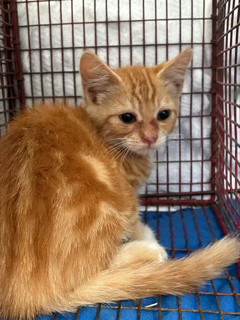 Troy - Domestic Short Hair