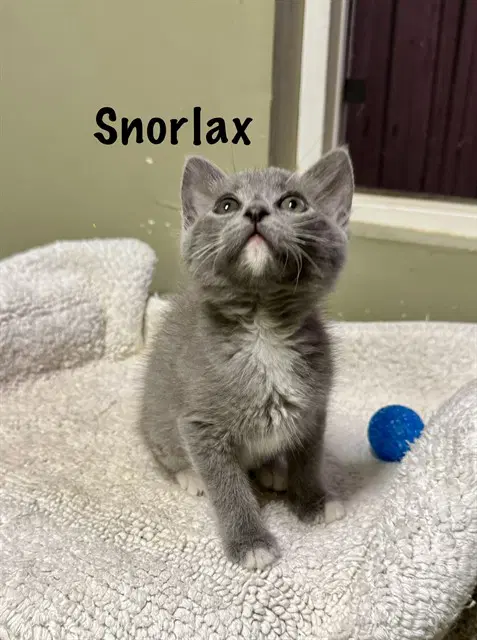 Snorlax - Domestic Short Hair