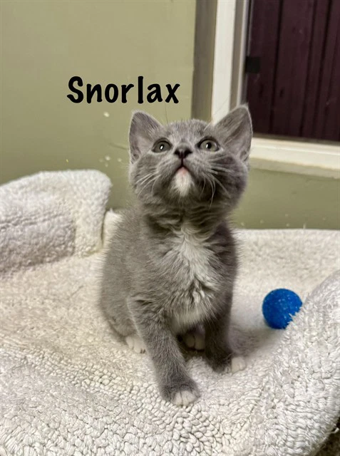 Snorlax