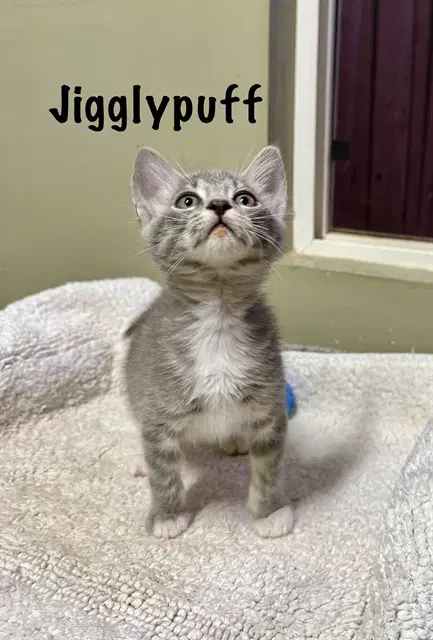 Jigglypuff - Domestic Short Hair
