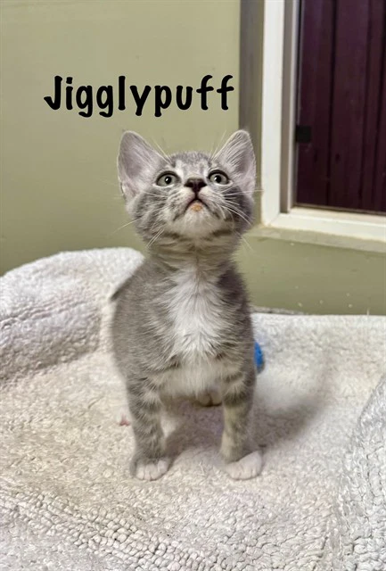 Jigglypuff