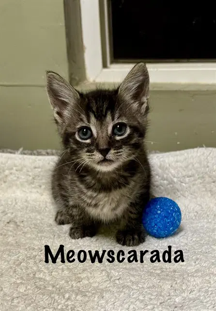 Meowscarada - Domestic Short Hair