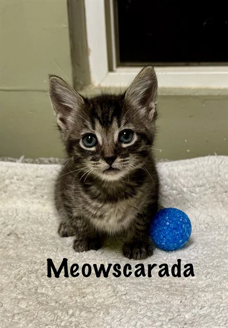 Meowscarada