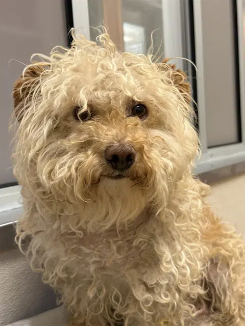 Roy - Poodle (Miniature)