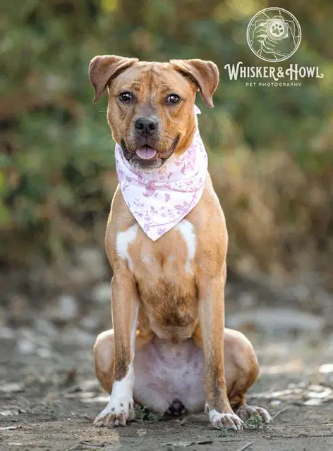 Alloy - Pit Bull Terrier