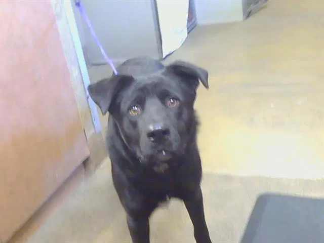 Dorian - Labrador Retriever