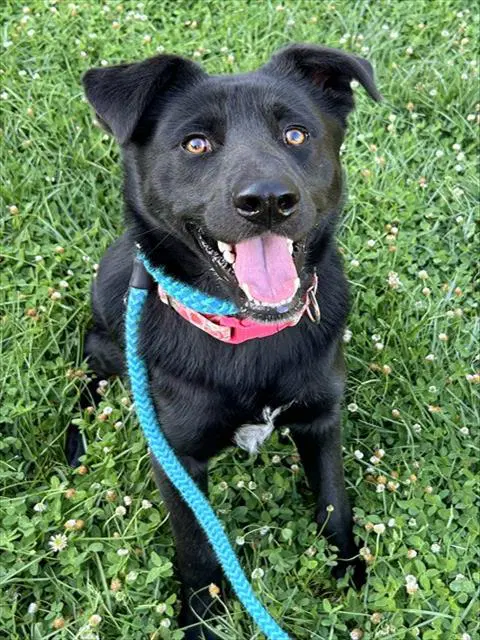 Dorian - Labrador Retriever