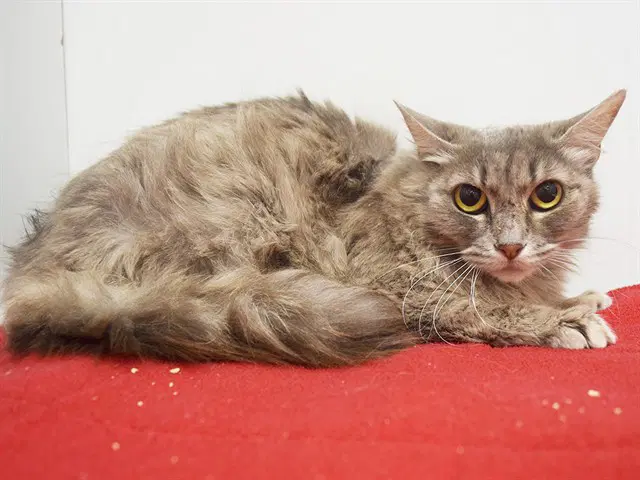 Avery - Domestic Medium Hair